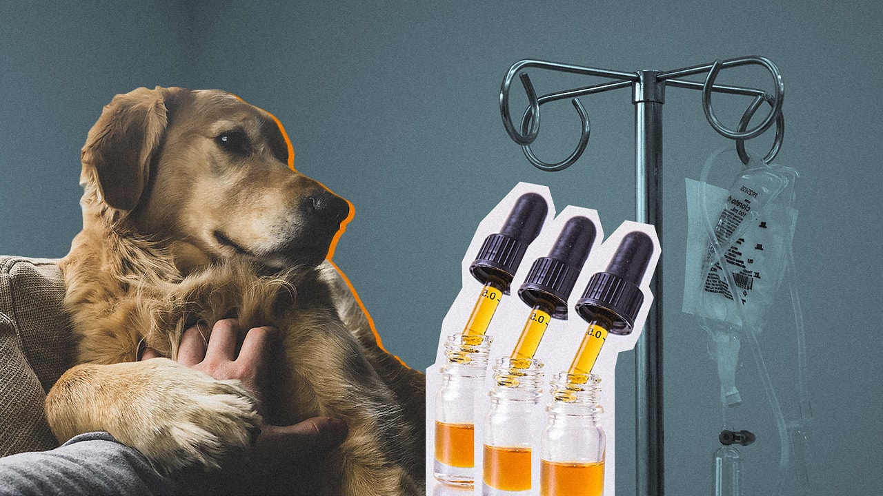 The Ways That Hemp Oil Can Help A Dog Suffering From Cancer